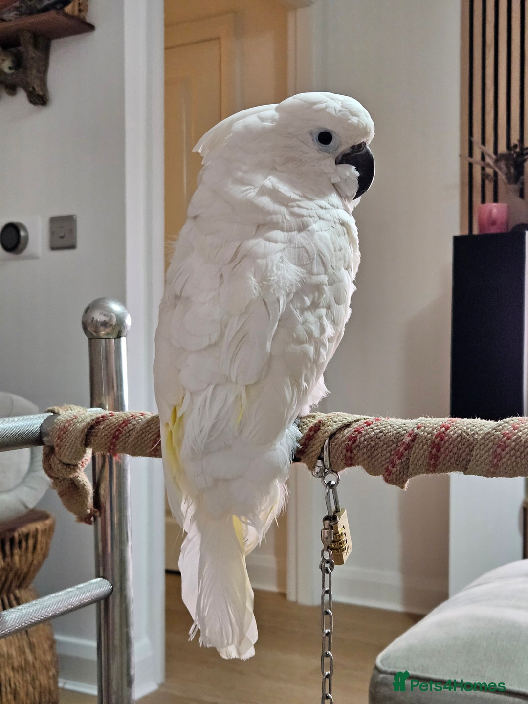 Cockatoo birds for sale: Umbrella Cockatoo - Image 3