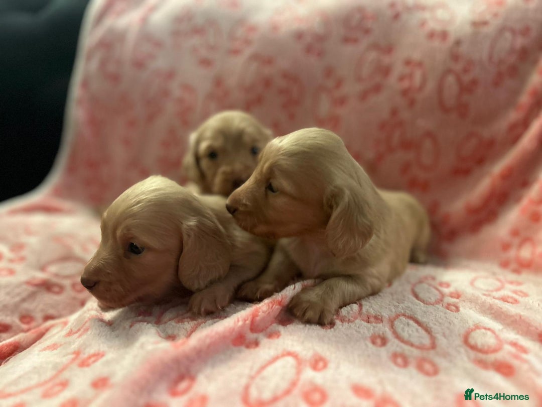 Miniature Dachshund dogs for sale: Cream Luxury Long-Haired Dachshunds - Image 5
