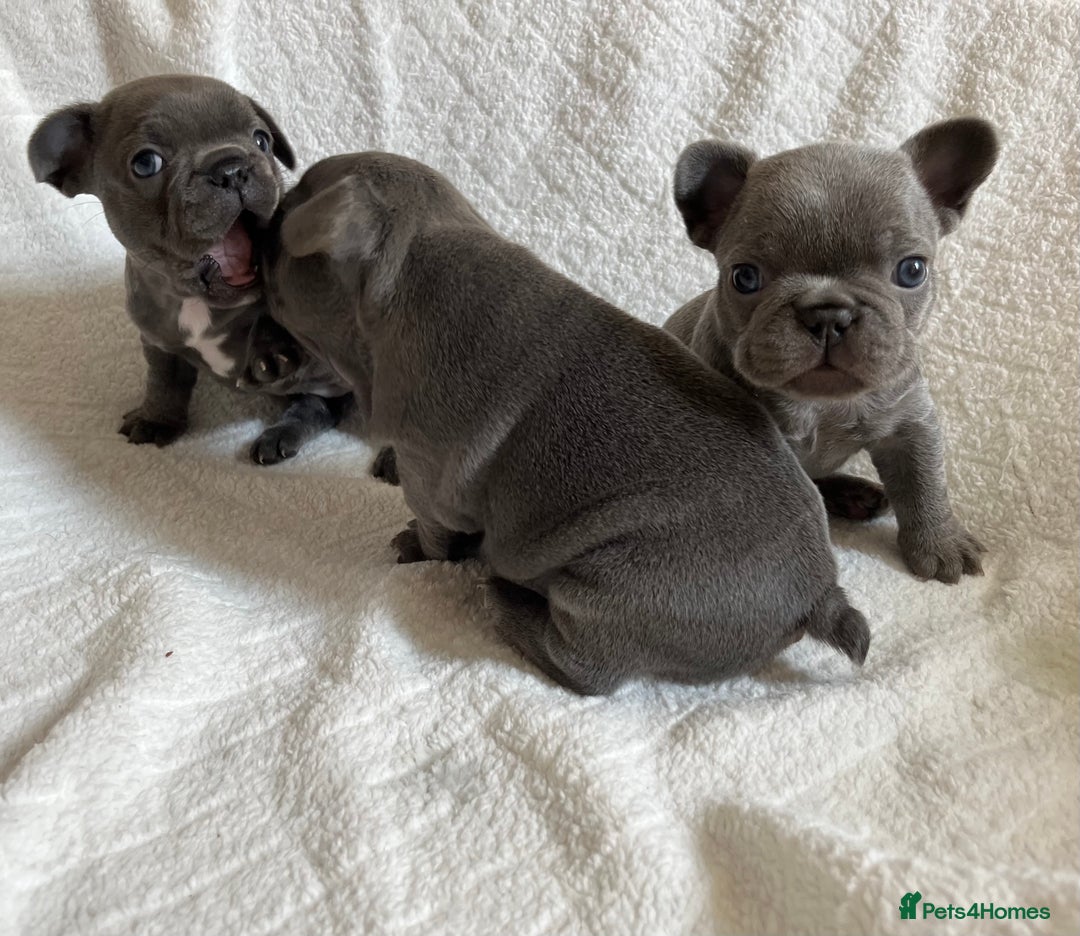 French Bulldog dogs for sale: French bulldog puppies - Image 15