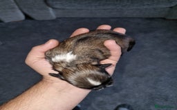 Lhasa Apso dogs for sale: Lhasa apso puppies  - Image 7