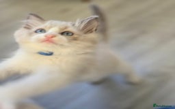 Ragdoll cats for sale: Ragdoll Kittens  - Advert 6