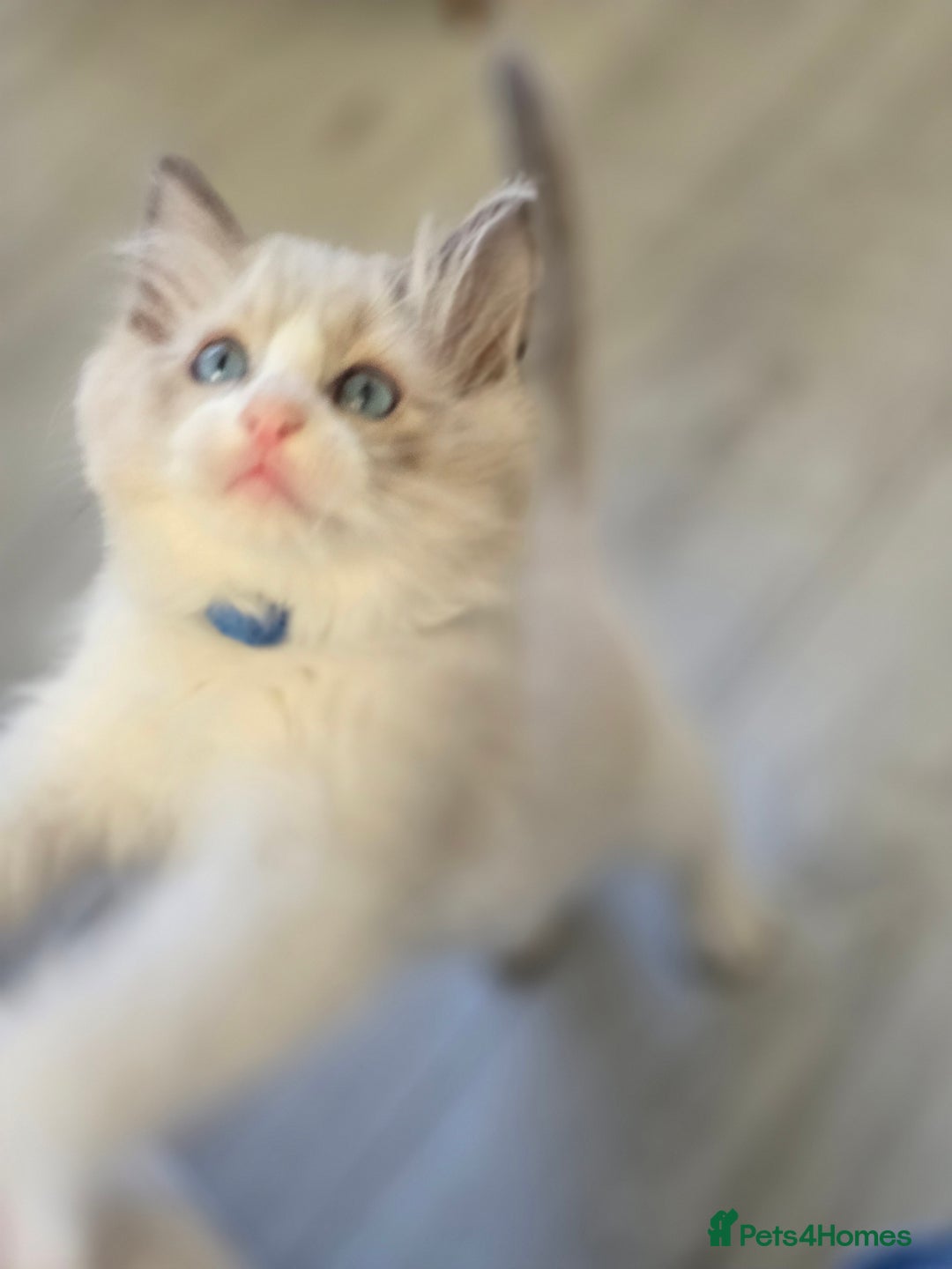 Ragdoll cats for sale: Ragdoll Kittens  - Advert 6