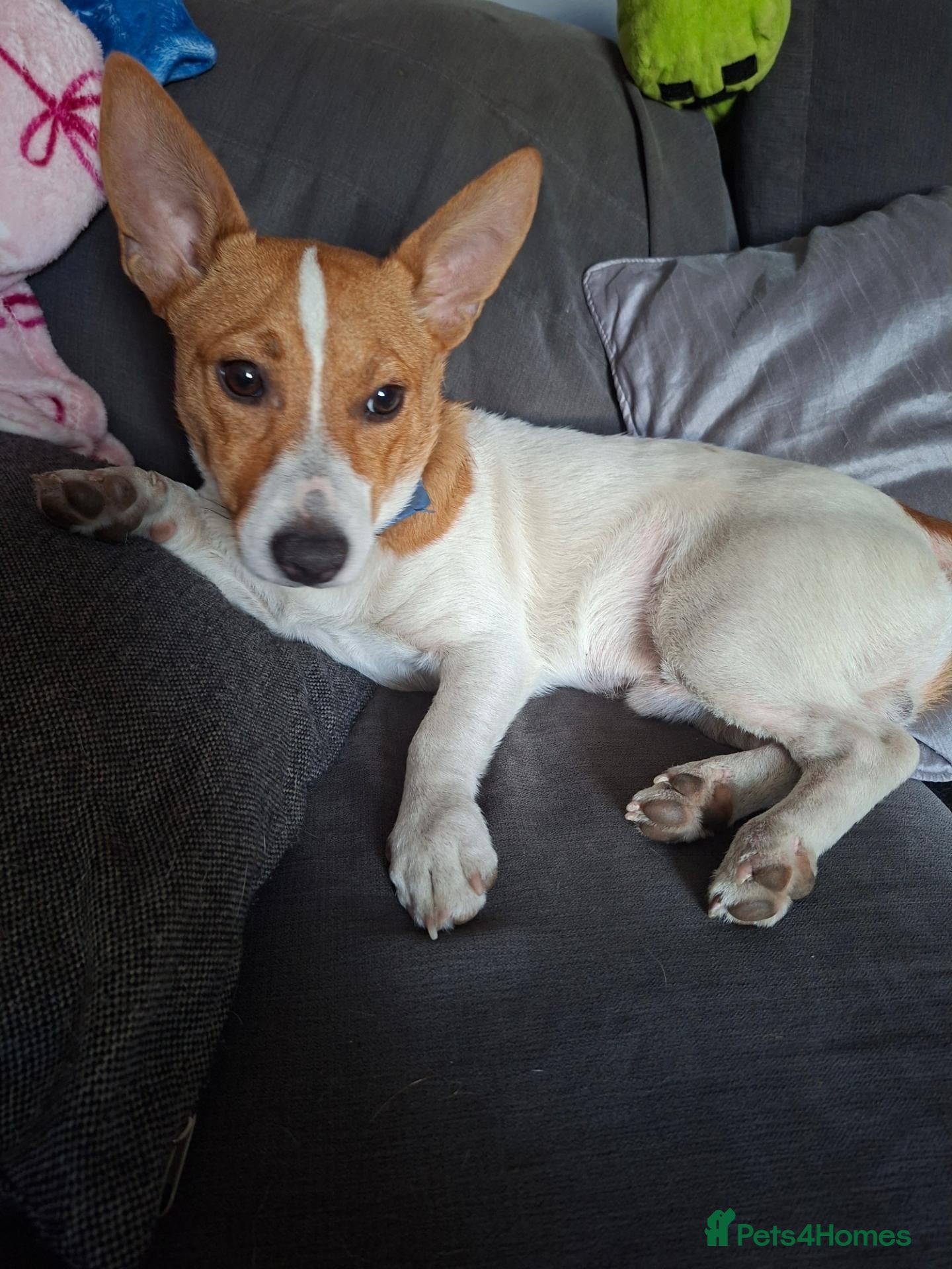 Patterjack dogs Jack Russell for sale  - Advert 7