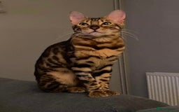 Bengal cats for sale: Beautiful 3-Year-Old Bengal Girl - Advert 2