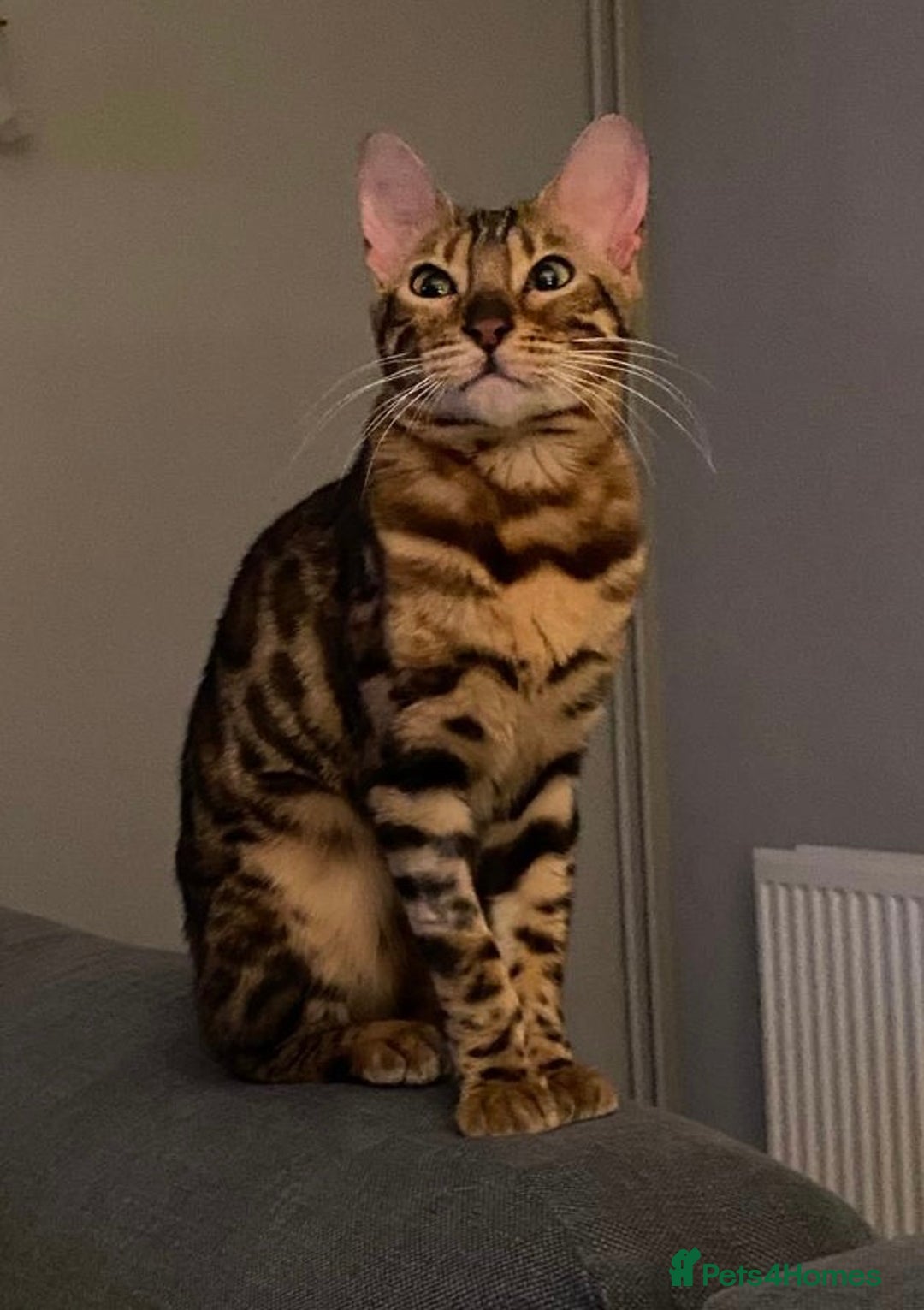 Bengal cats for sale: Beautiful 3-Year-Old Bengal Girl - Advert 2