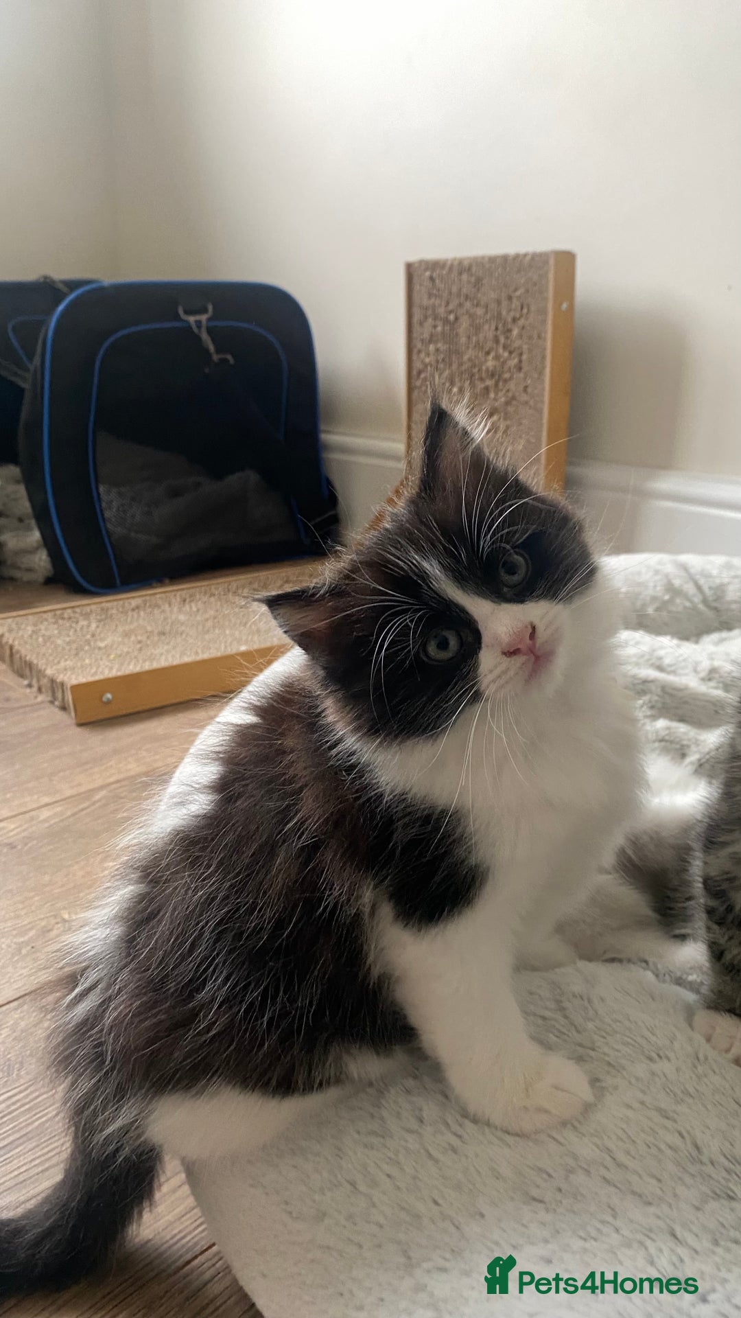 Mixed Breed cats for sale: Kittens for sale Mixed ragdoll 2 brothers  - Advert 12