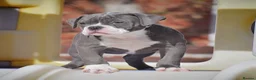 Olde English Bulldogge dogs for sale: DONT LET YOUR DREAMS BE JUST DREAM..  - Advert 2