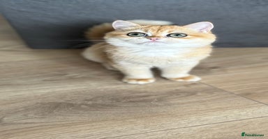 British Shorthair cats - Advert 4