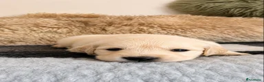 Golden Retriever Puppy 7