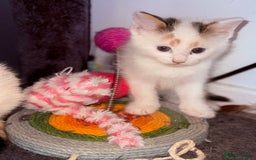 Domestic Shorthair cats for sale: 1 male and 2 female cats for sale - Image 11