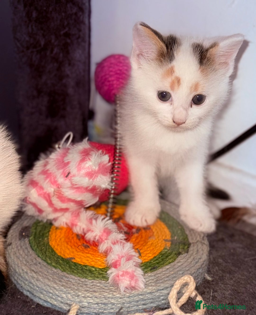 Domestic Shorthair cats for sale: 1 male and 2 female cats for sale - Image 11