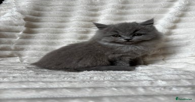 British Shorthair cats - Advert 3