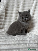 British Shorthair cats - Advert 7
