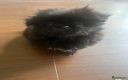 Mixed Breed dogs for sale: Pekingese / Pomeranian puppies for sale - REDUCED  in Leicester - Image 16
