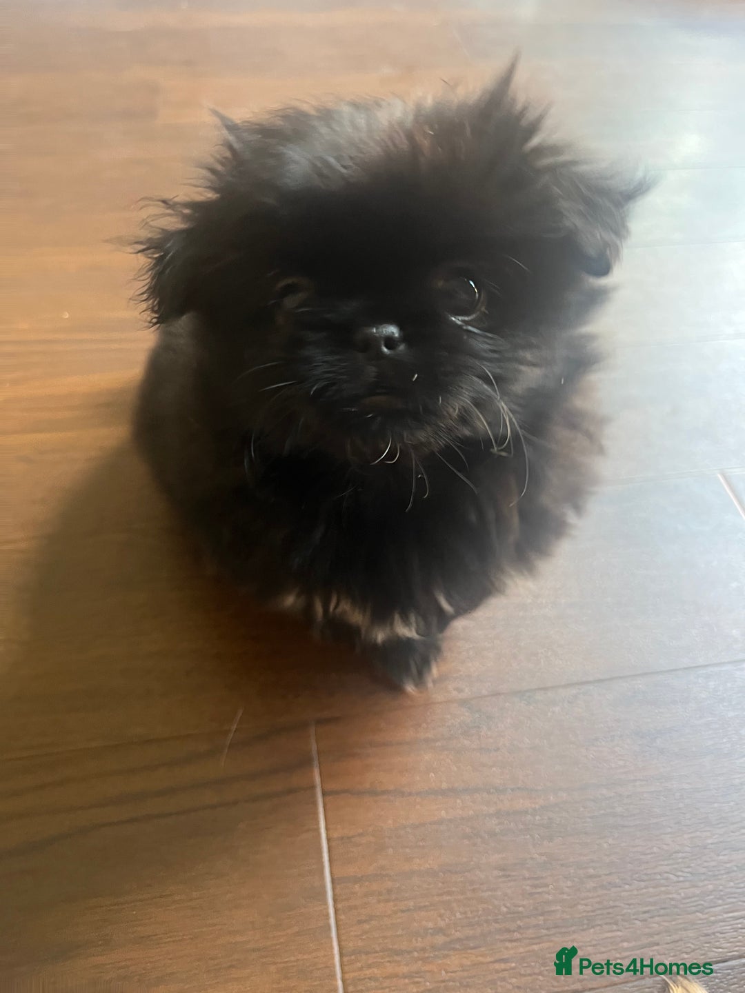 Mixed Breed dogs for sale: Pekingese / Pomeranian puppies for sale - REDUCED  in Leicester - Image 16