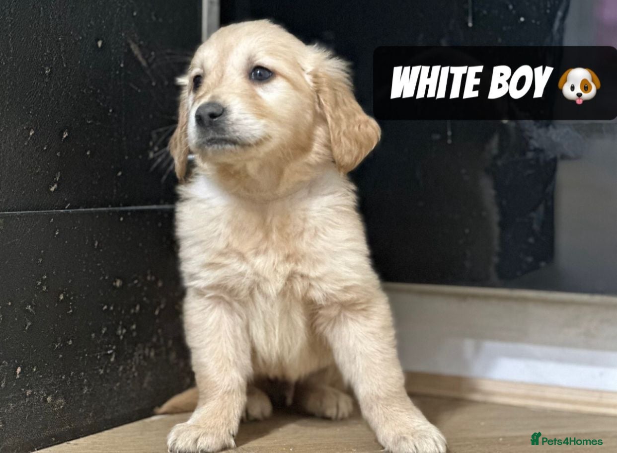 Golden Retriever dogs *Remaining Male* Pedigree Golden Retriever Puppies - Advert 2