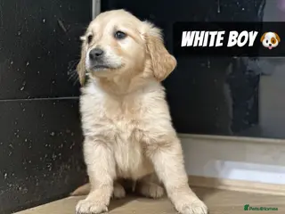 Golden Retriever dogs *Remaining Male* Pedigree Golden Retriever Puppies - Advert 8