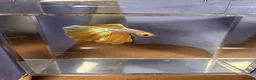 Bettas fish for sale: Betta fish - Advert 1