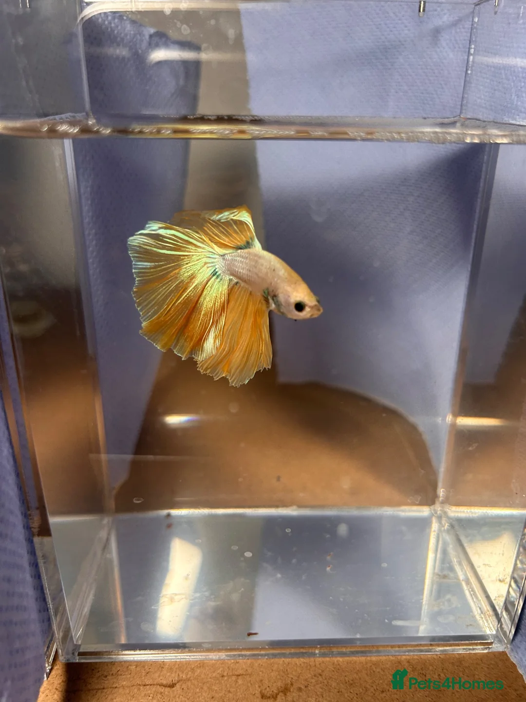 Bettas fish for sale: Betta fish - Advert 1