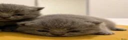 British Shorthair cats for sale: British shorthair kittens💛 - Advert 4