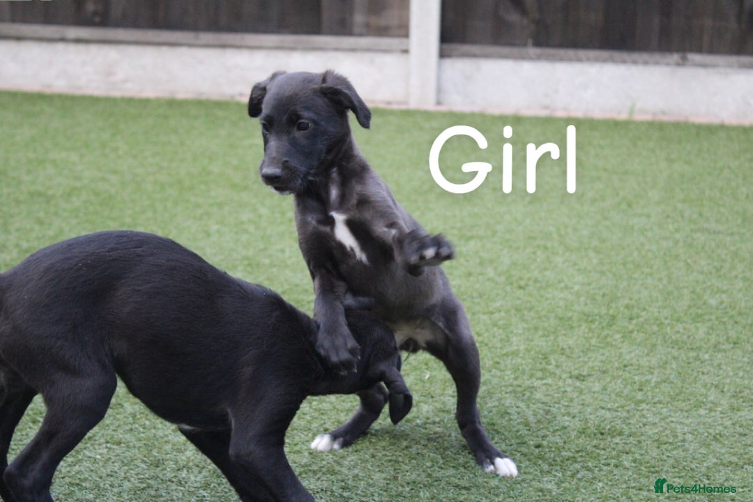 Lurcher dogs for sale: ⭐️beautiful lurcher puppy’s  - Image 7