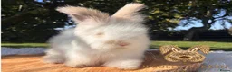 Angora rabbits for sale: Fully Vaccinated Pedigree English Angoras  - Advert 9