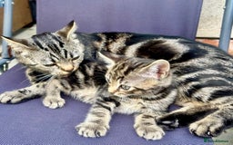 Mixed Breed cats for sale: 🐾 Adorable Tabby Kittens Looking for Their Homes! - Image 5