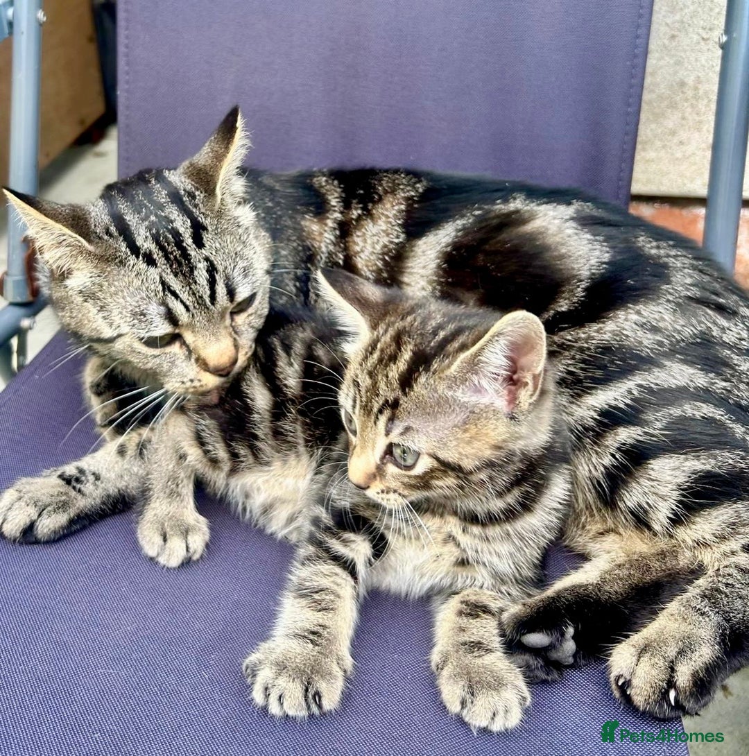 Mixed Breed cats for sale: 🐾 Adorable Tabby Kittens Looking for Their Homes! - Image 5