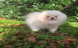 Pomeranian dogs for sale:  Beautiful Pomeranian puppies  - Image 16