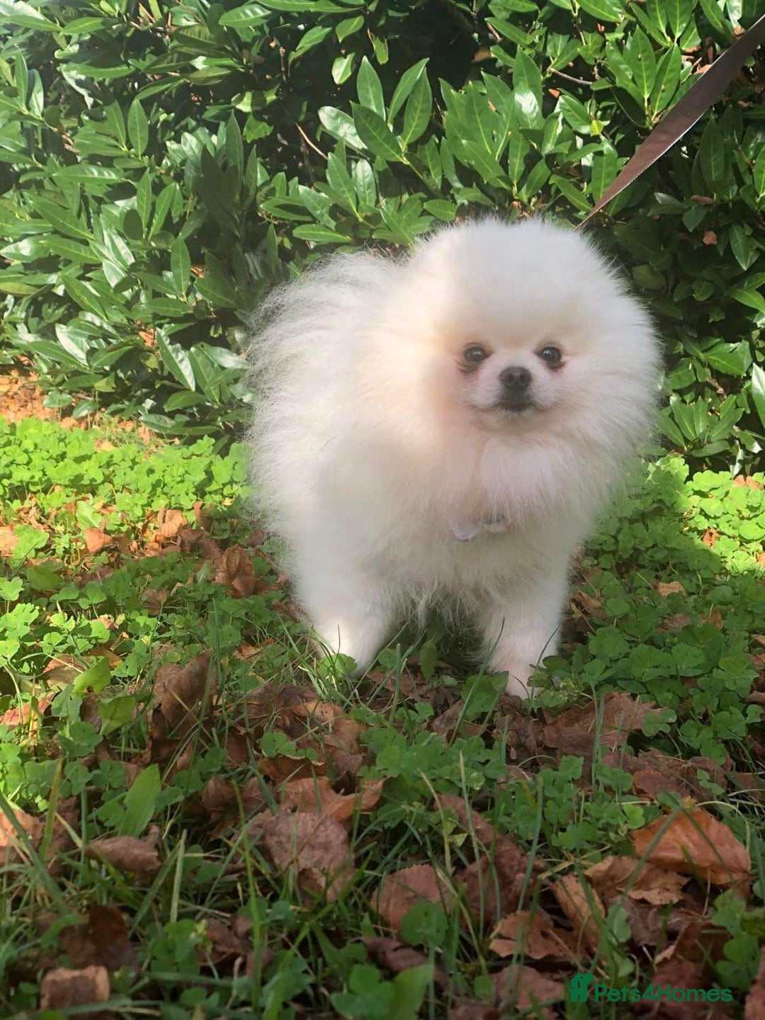 Pomeranian dogs for sale:  Beautiful Pomeranian puppies  - Image 16