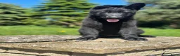 German Shepherd dogs for sale: German shepherd puppy  - Advert 1