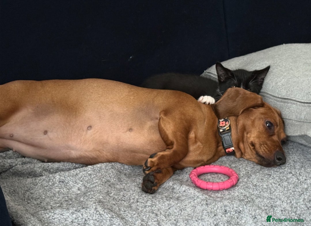 Mixed Breed cats for sale: Kitten for sale (14 weeks old)  - Image 17