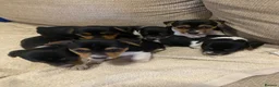 Jack Russell dogs for stud: Proven Miniature Tri Colour Jack Russell for stud - Advert 3