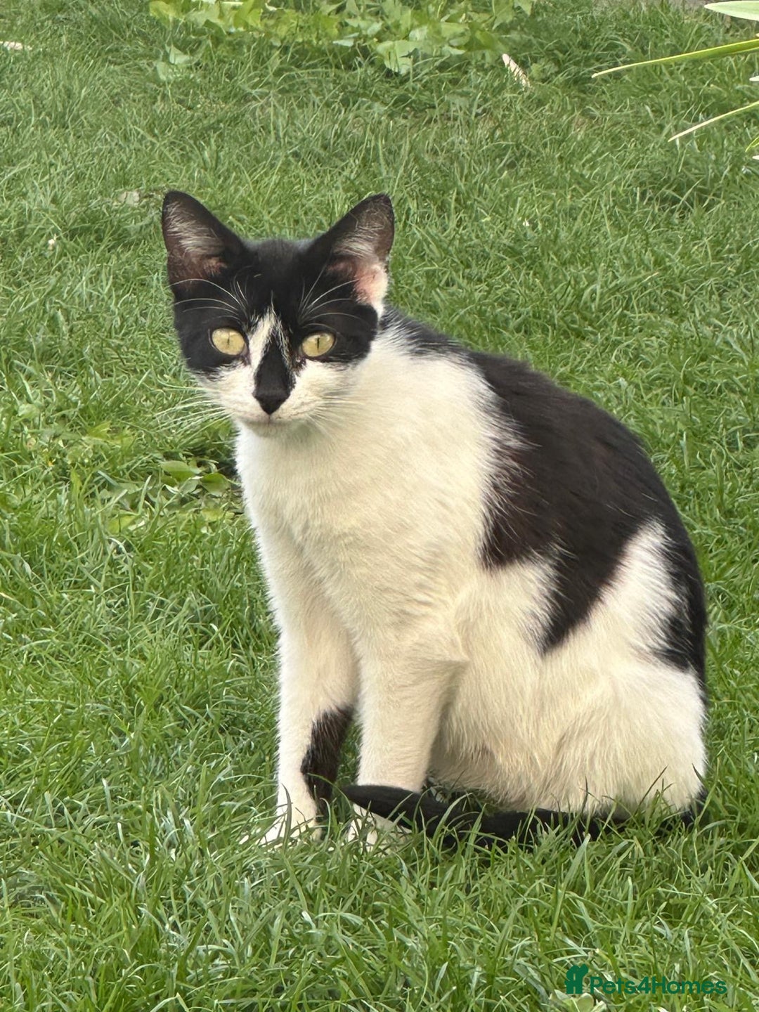 Mixed Breed cats for adoption: Goose the rescue kitten needs forever home - Image 11
