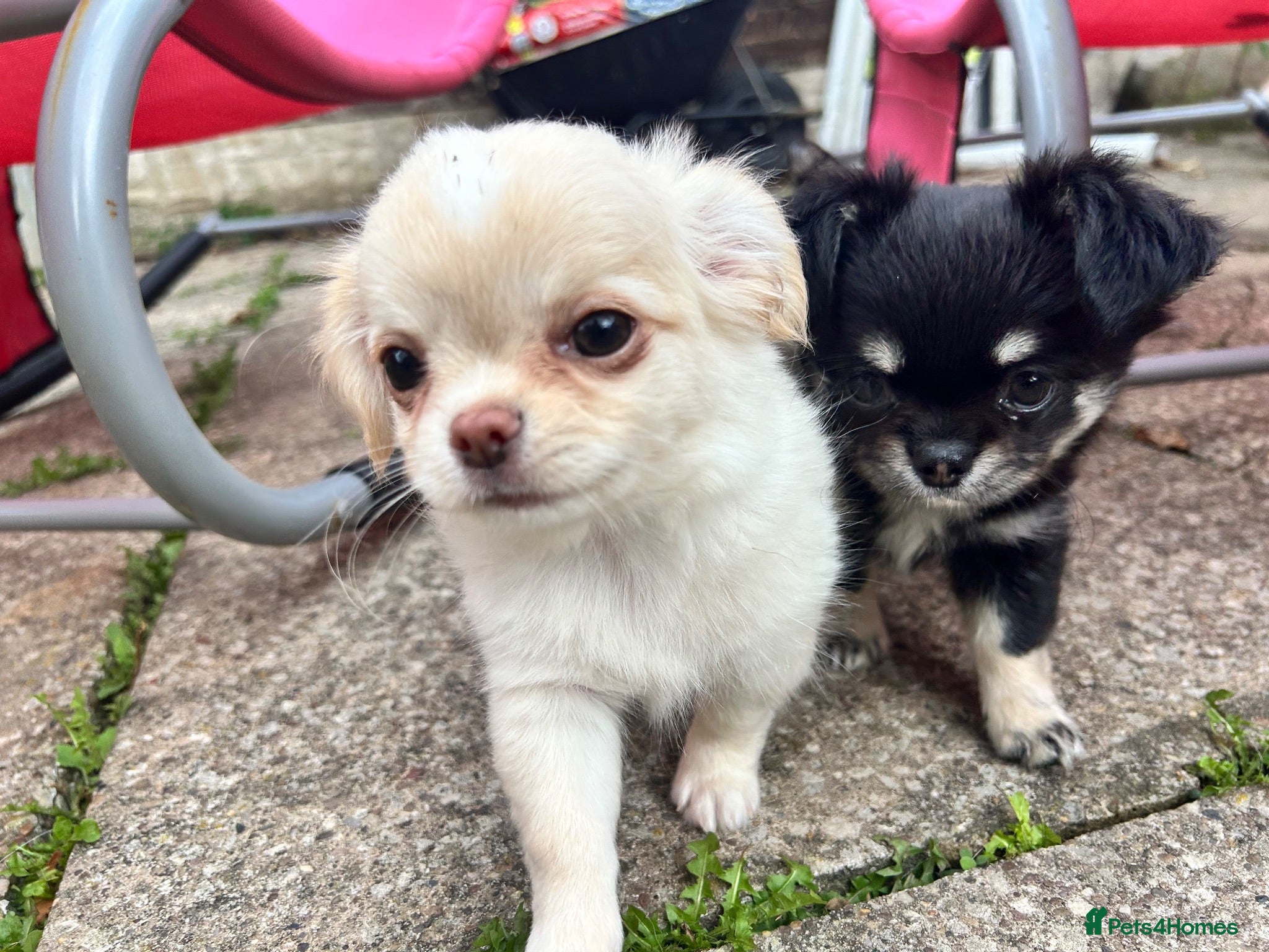 Chihuahua dogs KC LONG COAT CHIHUAHUAS - Advert 2