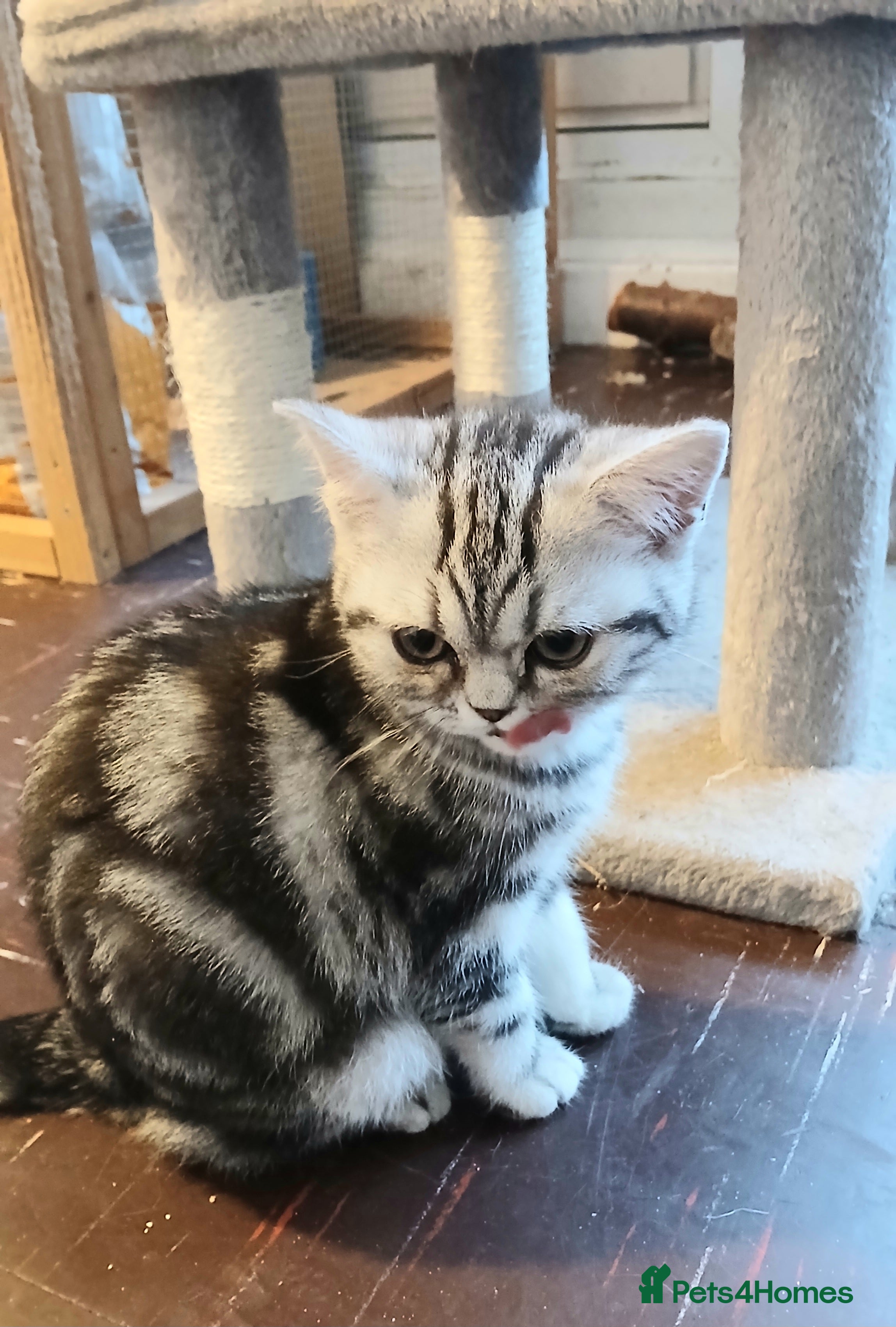 British Shorthair cats  Bsh.Silver Classic Tabby. GCCF - Advert 5