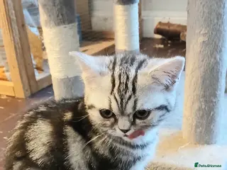 British Shorthair cats Bsh.Silver Classic Tabby. GCCF - Advert 3