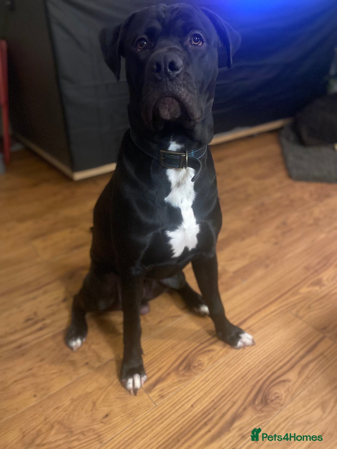 Mixed Breed dogs for sale: 11 month old presa canario cross - Advert 4