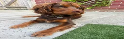 Sprocker dogs for sale: Beautiful Sprocker puppies  - Advert 31