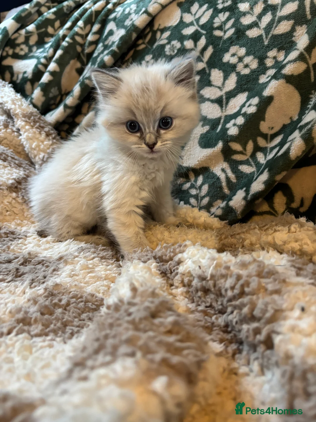 Ragdoll cats for sale: 4 bundles of Ragdoll x joy - Advert 12