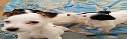 Jack Russell dogs for sale: Jack russell puppies ready now  in Badminton - Advert 8