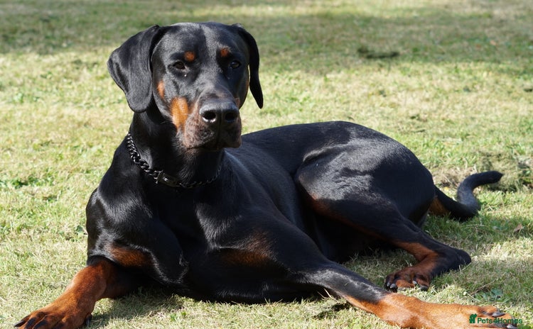 Dobermann dogs - Advert 2