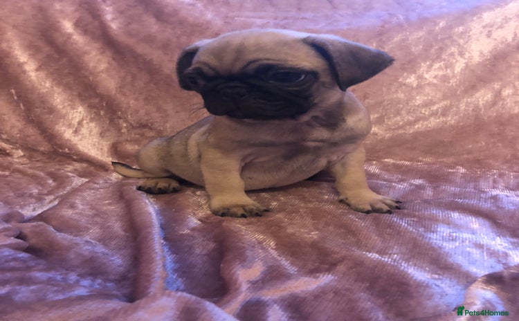 Pug dogs - Advert 1
