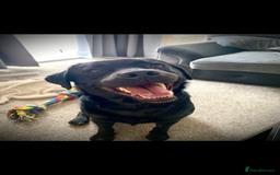 Mixed Breed dogs for sale: Black Lab/Staffy - Image 4