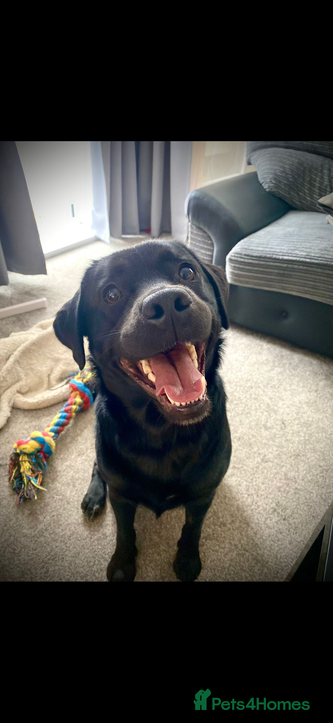 Mixed Breed dogs for sale: Black Lab/Staffy - Image 4