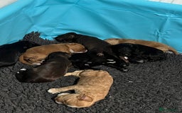 Goldendoodle dogs for stud: Rutlands Lil Cookie Cutter from Australia health T in Bedford - Image 11