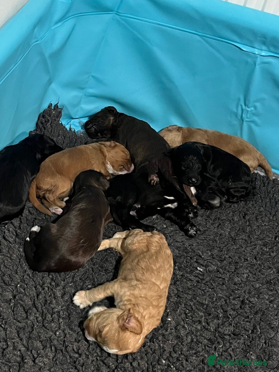 Goldendoodle dogs for stud: Rutlands Lil Cookie Cutter from Australia health T in Bedford - Image 11