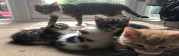 Mixed Breed cats for sale: 5 beautiful kittens looking for new homes - Advert 11