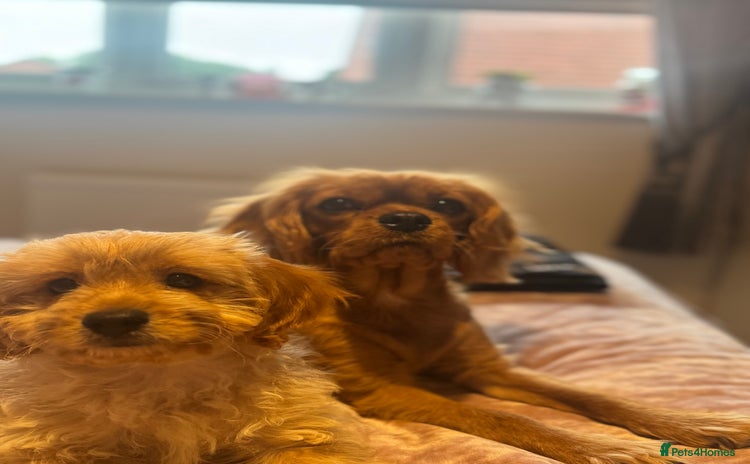 Cavapoo dogs - Advert 10