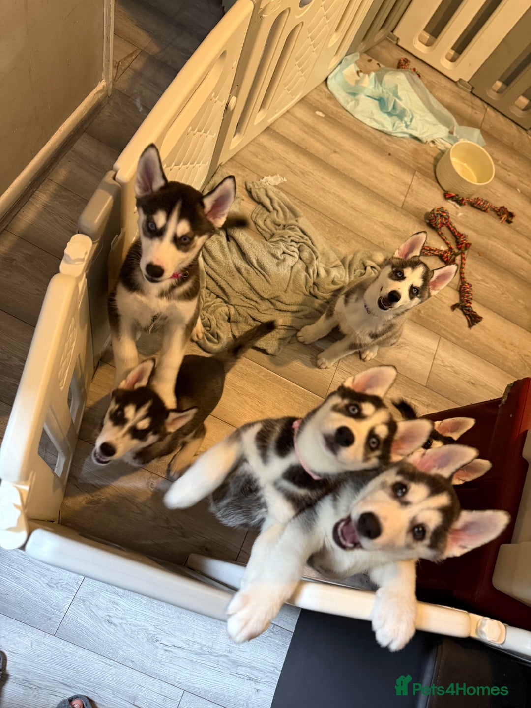Siberian Husky dogs for sale: Beautiful loving Blue Eyed Siberian Husky’s - Image 38